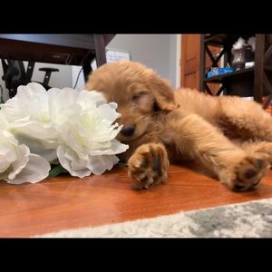 Meet your Posher, Mariah